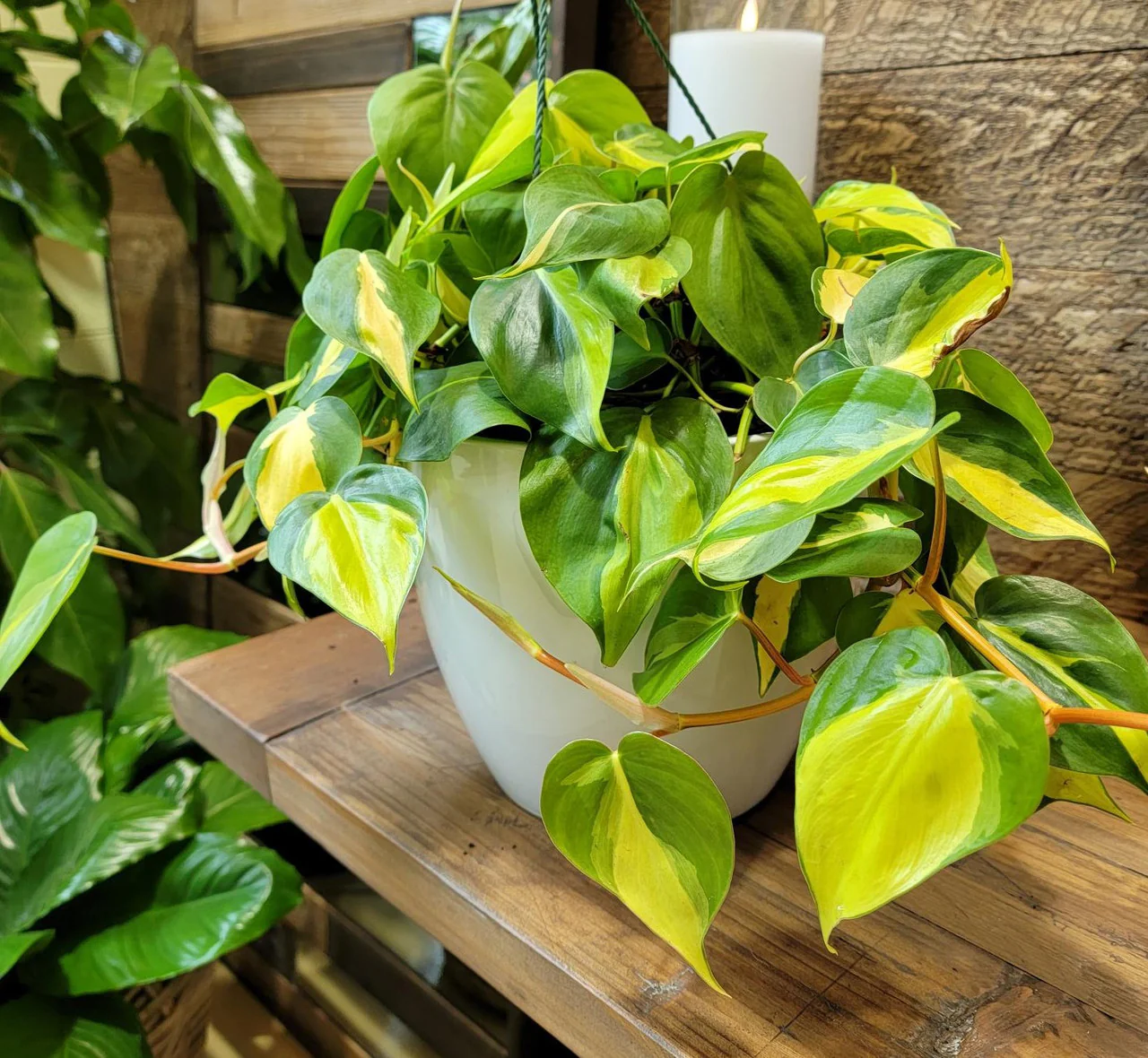 Brasil Philodendron - Image 2