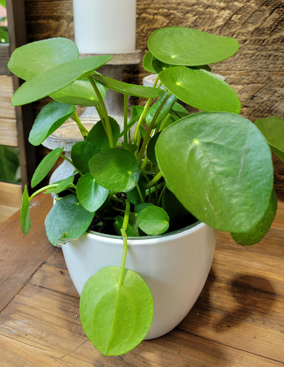 Chinese Money Plant