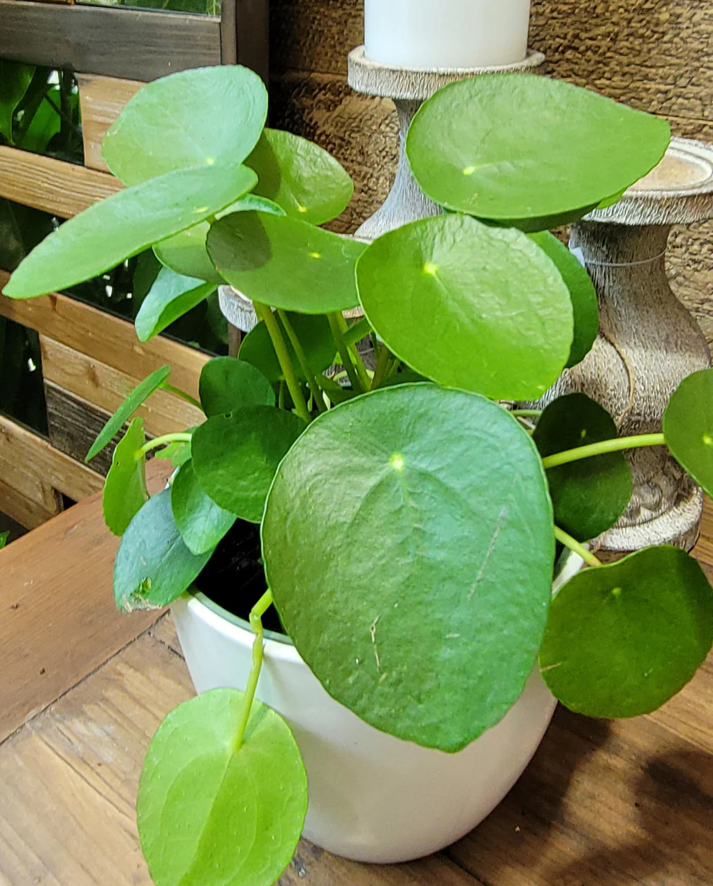 Chinese Money Plant - Image 2