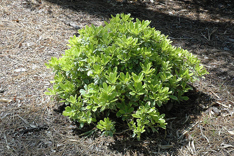 Mojo® Dwarf Mock Orange