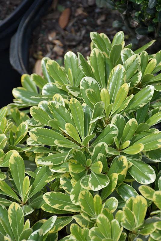 Mojo® Dwarf Mock Orange - Image 2