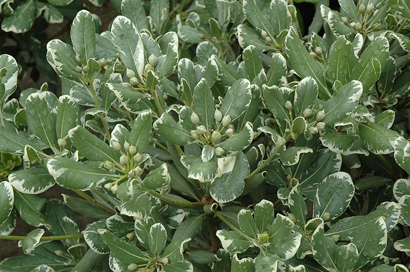 Variegated Mock Orange