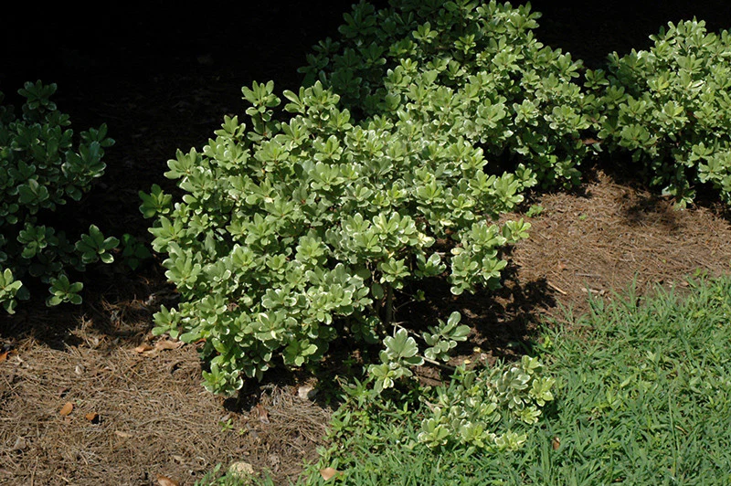 Variegated Mock Orange - Image 2