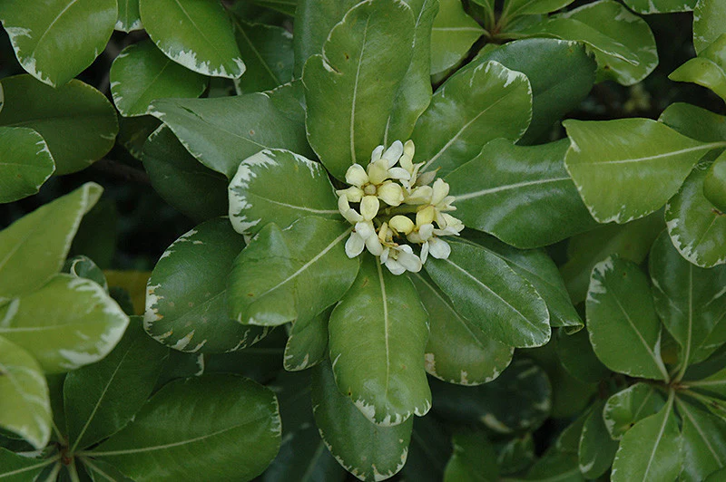 Variegated Mock Orange - Image 3
