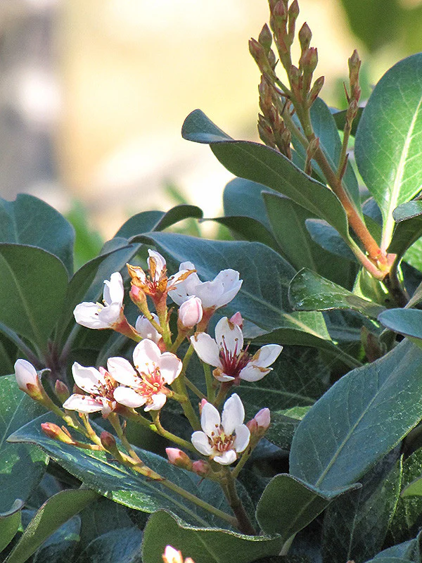 Japanese Mock Orange - Image 2