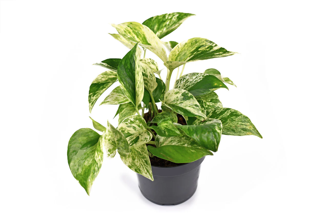 Marble Queen Pothos