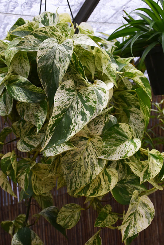 Marble Queen Pothos - Image 2