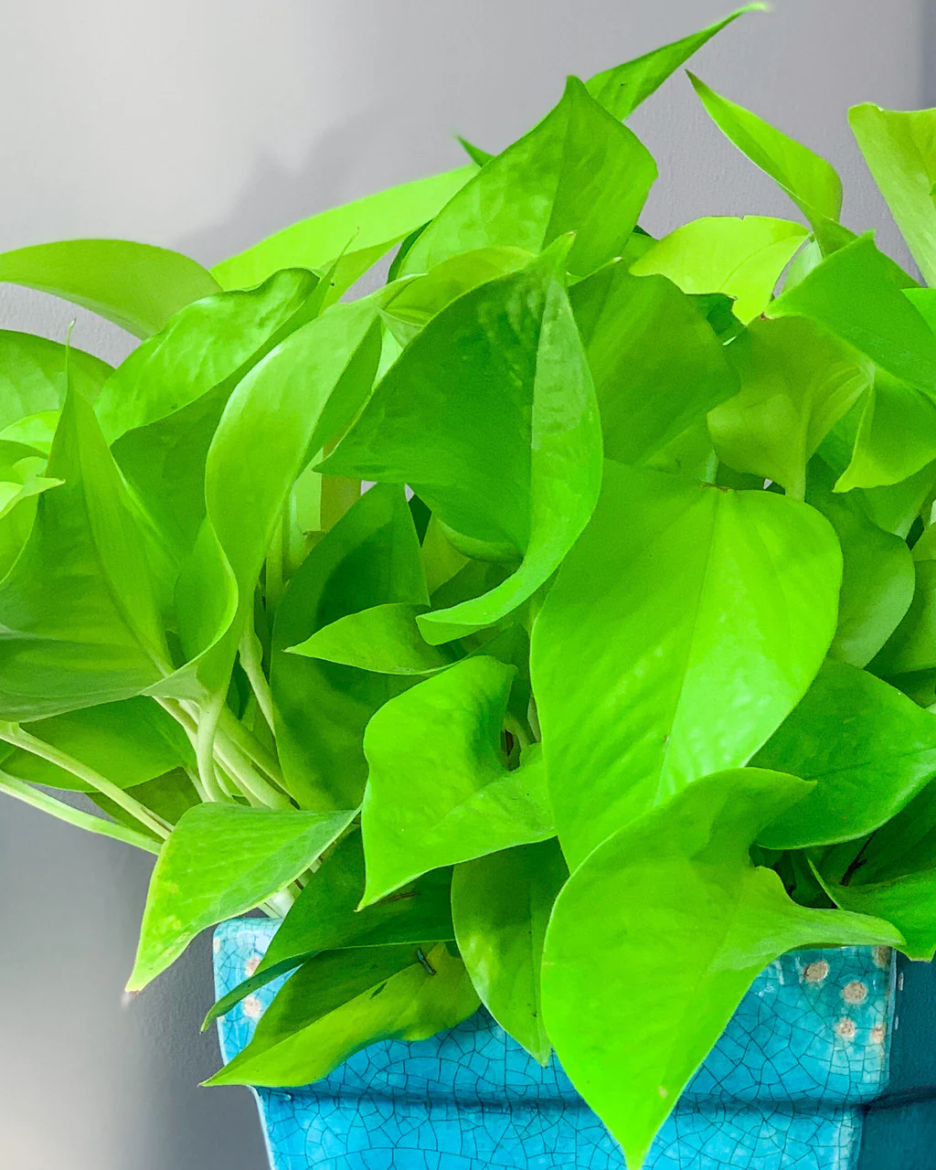 Neon Pothos