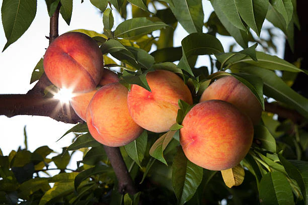 PRUNUS FLAVORICH PEACH