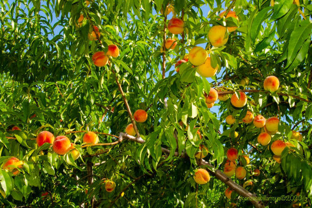 PRUNUS HARVESTER YLW PEACH - Image 2
