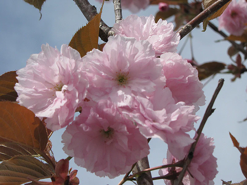 Common Peach - Image 2
