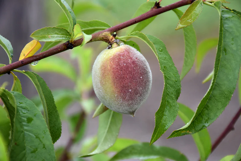 Belle Of Georgia Peach - Image 2