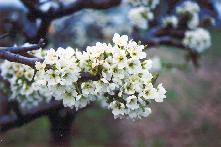 Burbank Plum
