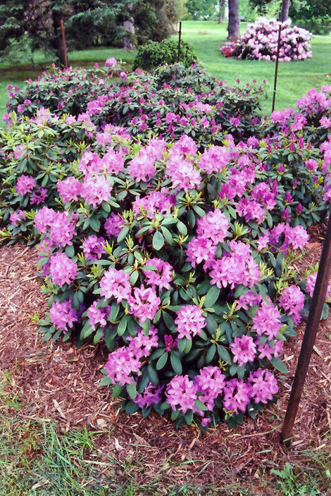 Roseum Elegans Rhododendron - Image 2