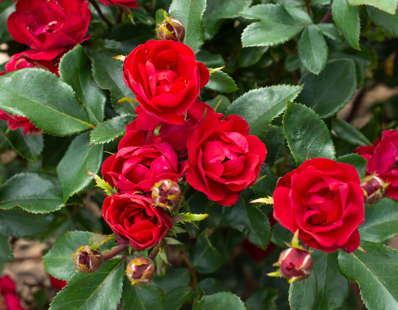 Petite Knock Out® Rose