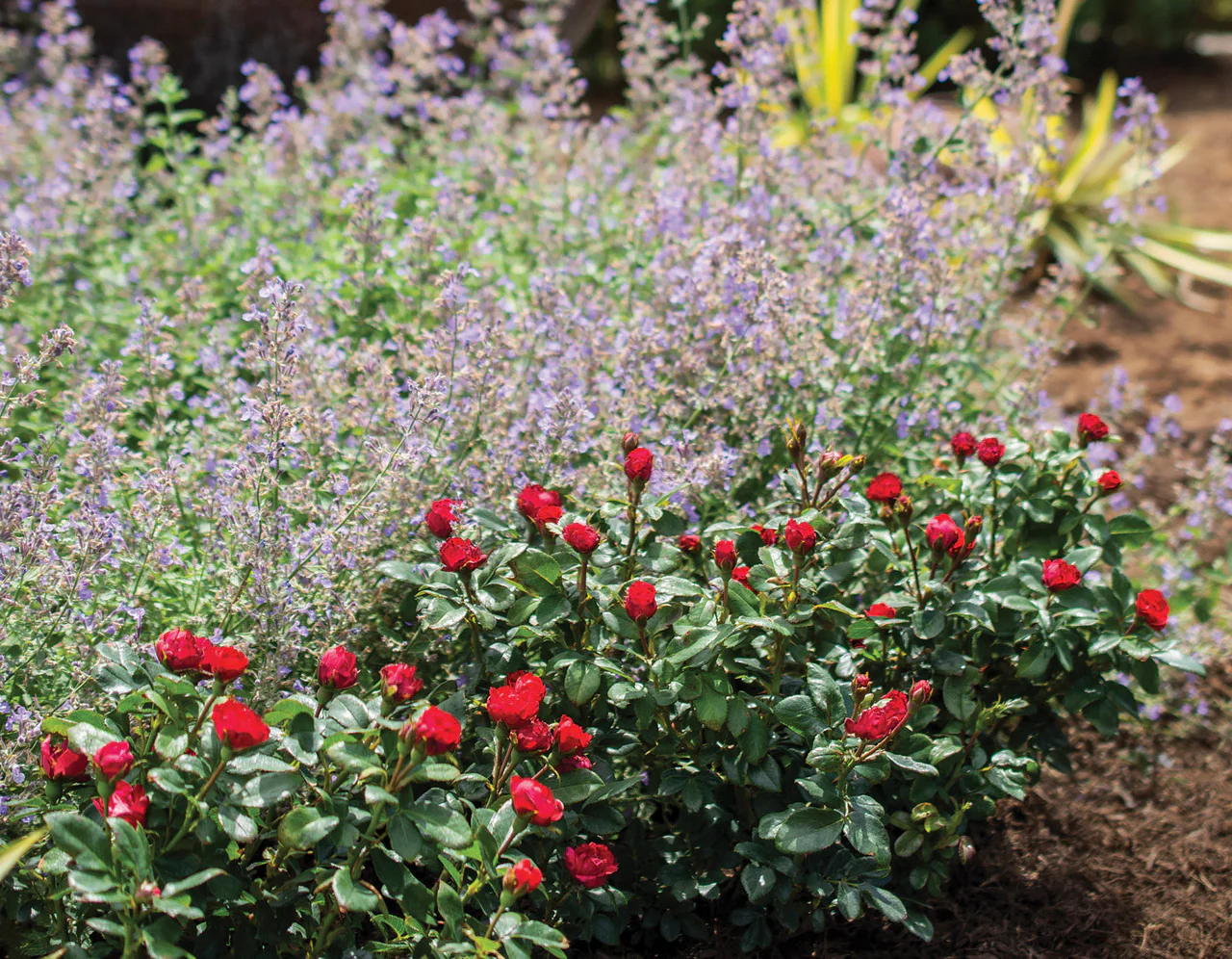 Petite Knock Out® Rose - Image 2