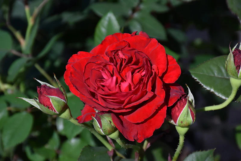 Lady In Red™ Rose