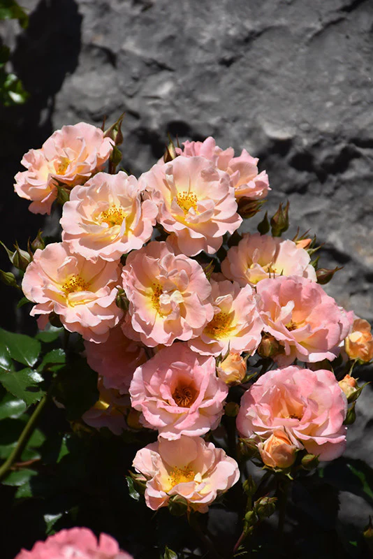 Peach Drift® Rose