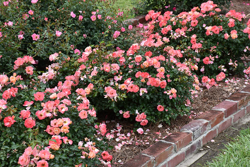 Peach Drift® Rose - Image 2