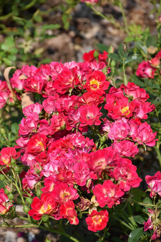 Pink Drift® Rose