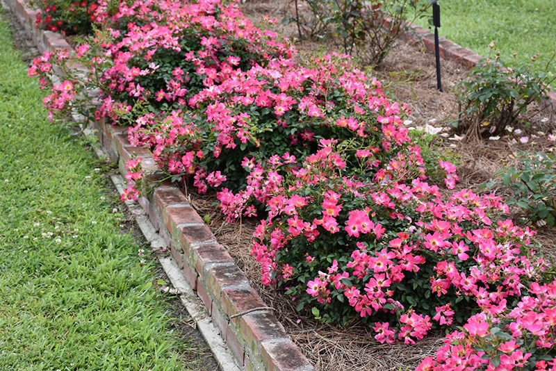 Pink Drift® Rose - Image 2