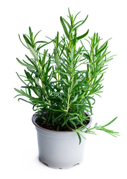 Rosemary - Image 3