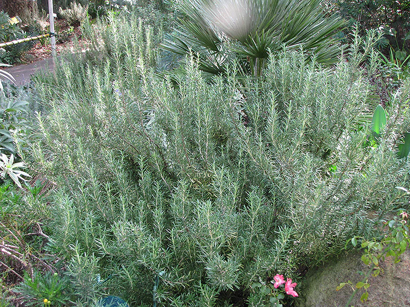 Rosemary Tuscan Blue - Image 2