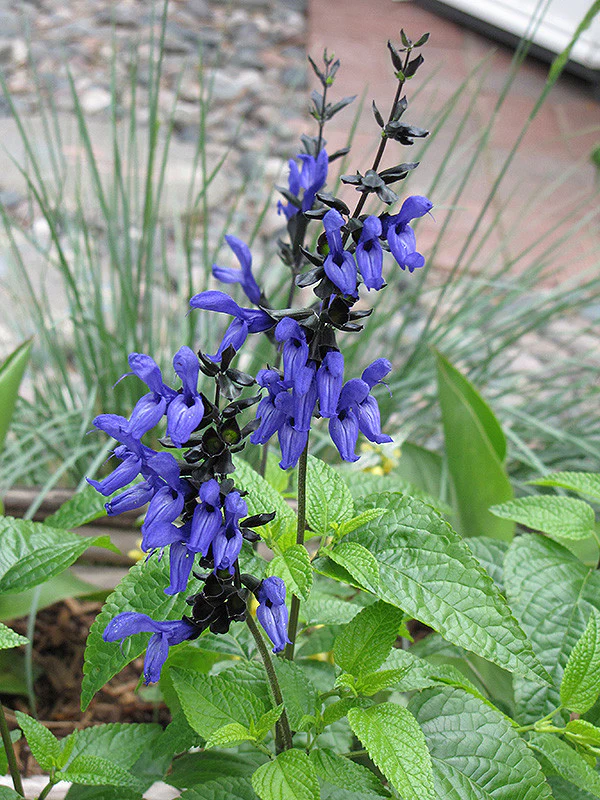 Black And Blue Anise Sage
