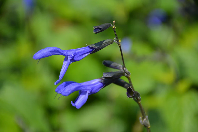 Black And Blue Anise Sage - Image 2