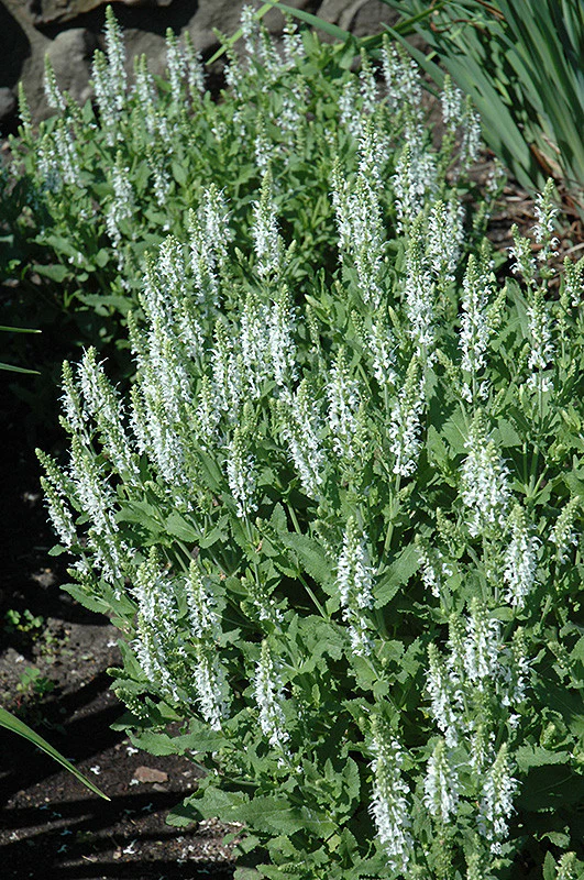 Snow Hill Sage - Image 3