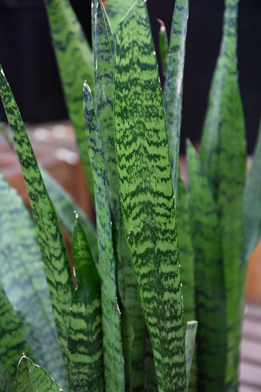 Snake Plant
