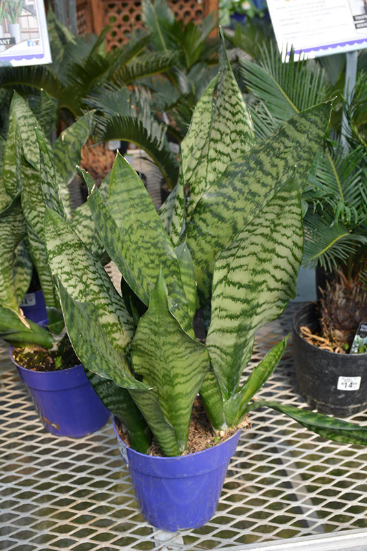 Futura Robusta Snake Plant