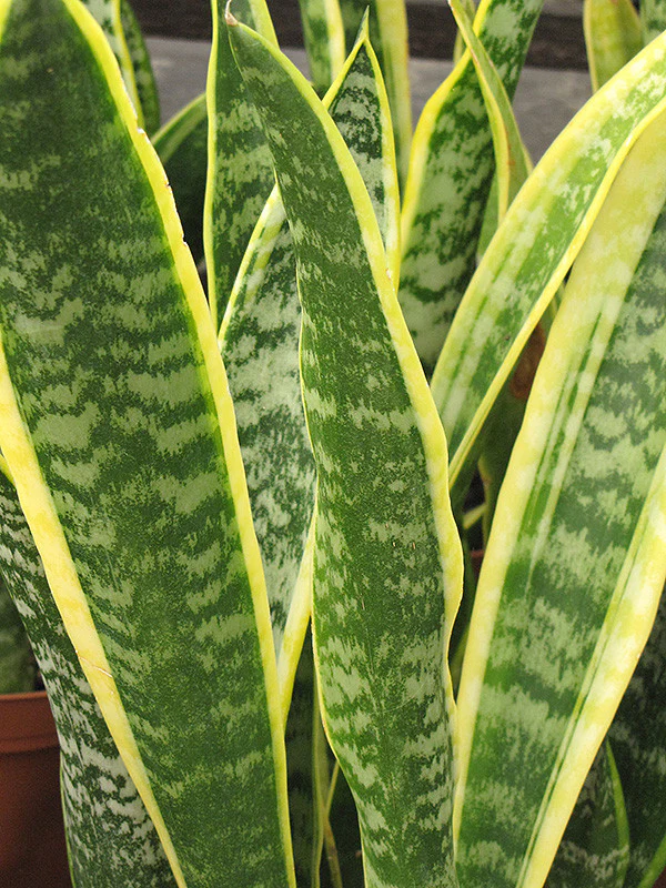 Striped Snake Plant