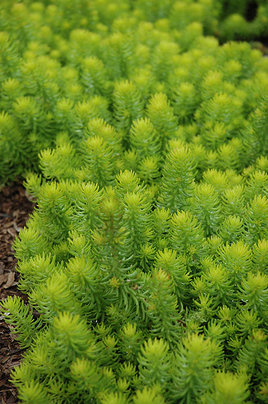 Angelina Stonecrop - Image 2