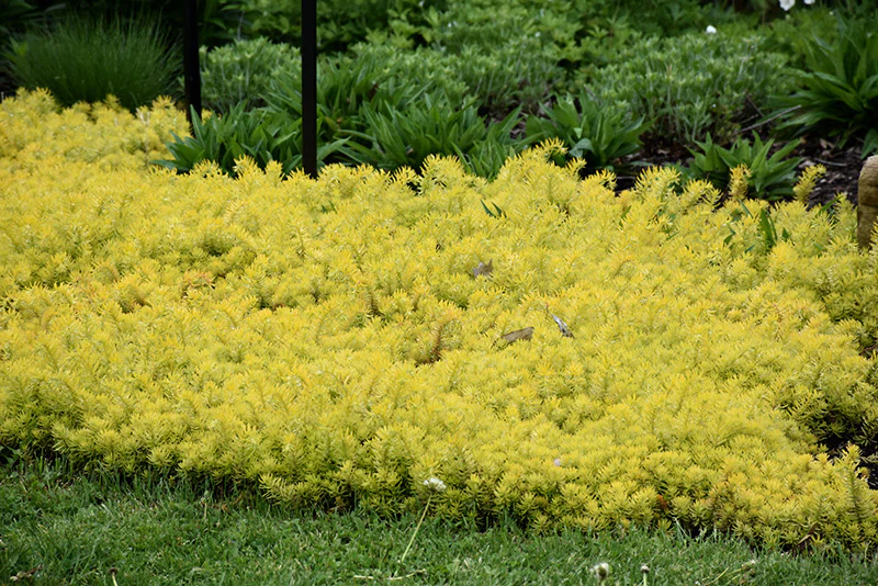 Angelina Stonecrop - Image 3