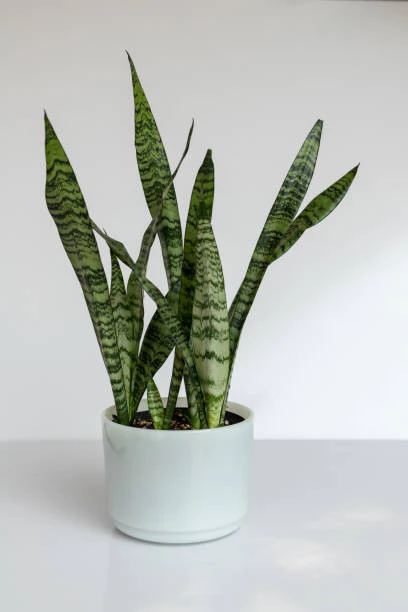 Snake plant (Sansevieria Zeylanica) - Image 2