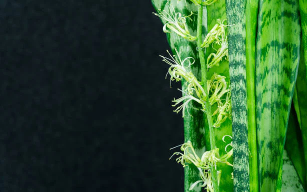 Snake plant (Sansevieria Zeylanica) - Image 3