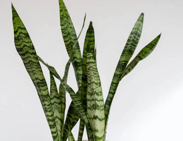 Snake plant (Sansevieria Zeylanica) - Image 4