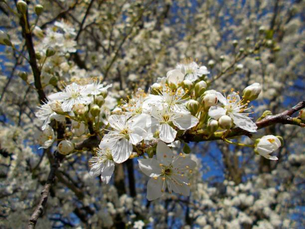 Spring Satin Plumcot