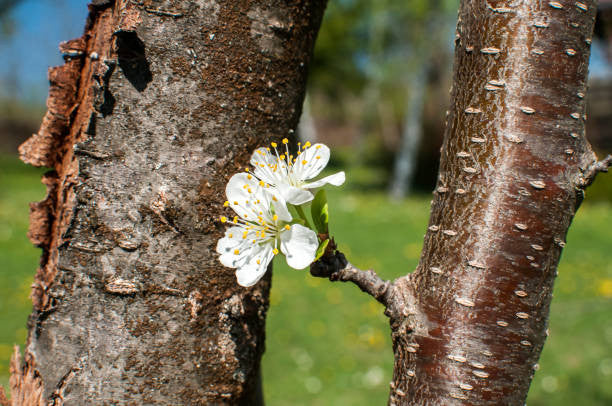 Spring Satin Plumcot - Image 3