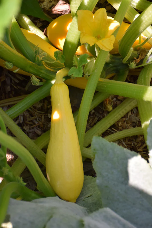 Straightneck Squash