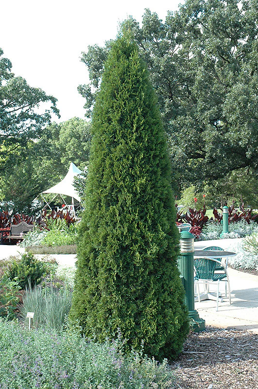 Emerald Green Arborvitae