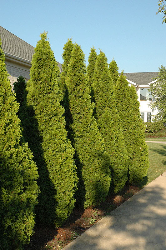 Emerald Green Arborvitae - Image 2