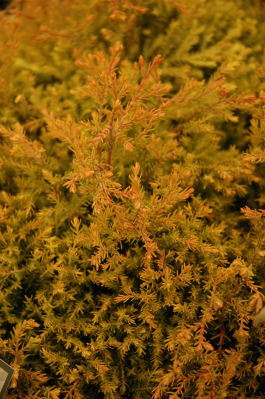Fire Chief™ Arborvitae - Image 2