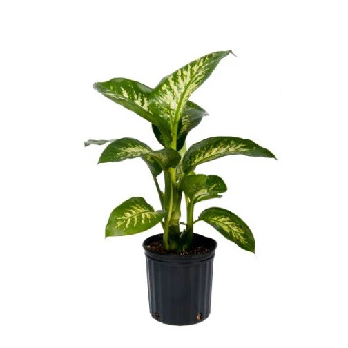 Tropic Snow Dieffenbachia