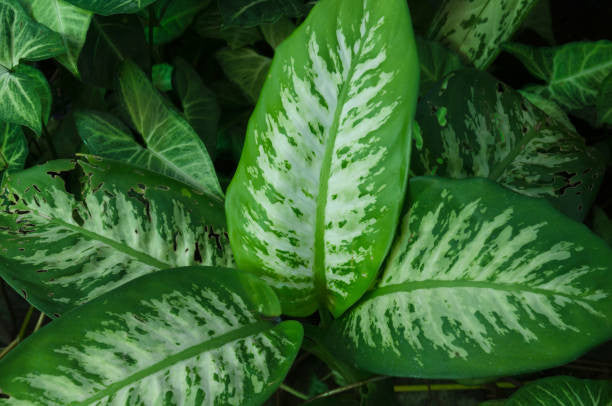 Tropic Snow Dieffenbachia - Image 2