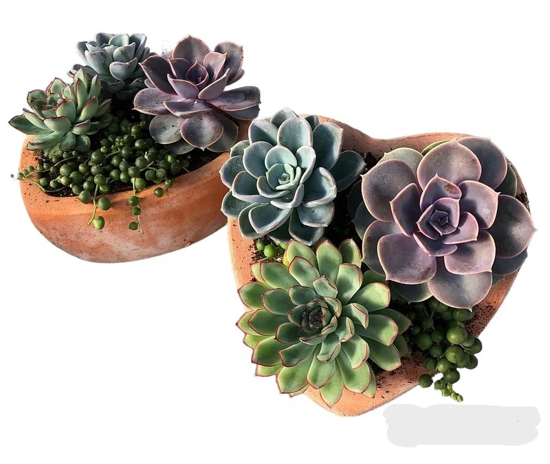 Valentine's Day Succulent Flower Bowl - Image 3