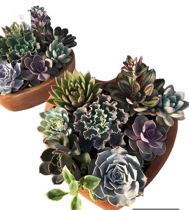 Valentine's Day Succulent Flower Bowl - Image 4