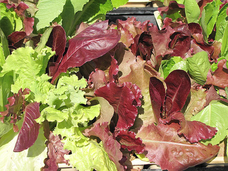 Vegetable Gourmet Lettuce