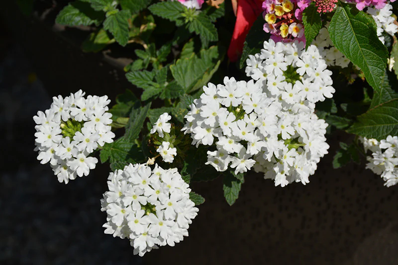Lanai® White Verbena